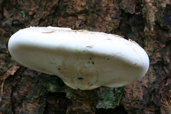 Quiz:per trovarlo ho gironzolato nelle foreste della Baviera